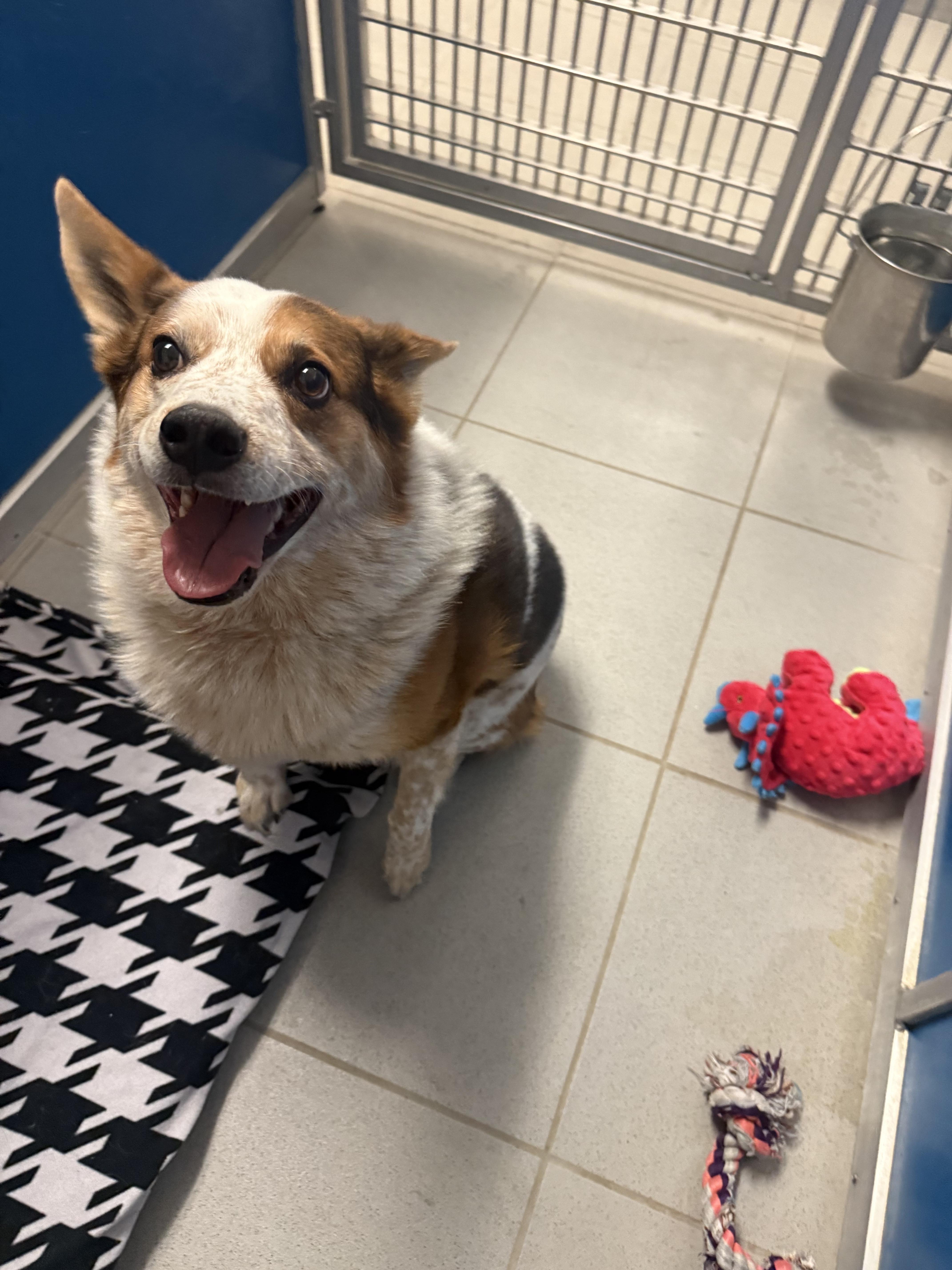 Stray Heeler , an adopted Australian Cattle Dog / Blue Heeler in Hays, KS image 2/3