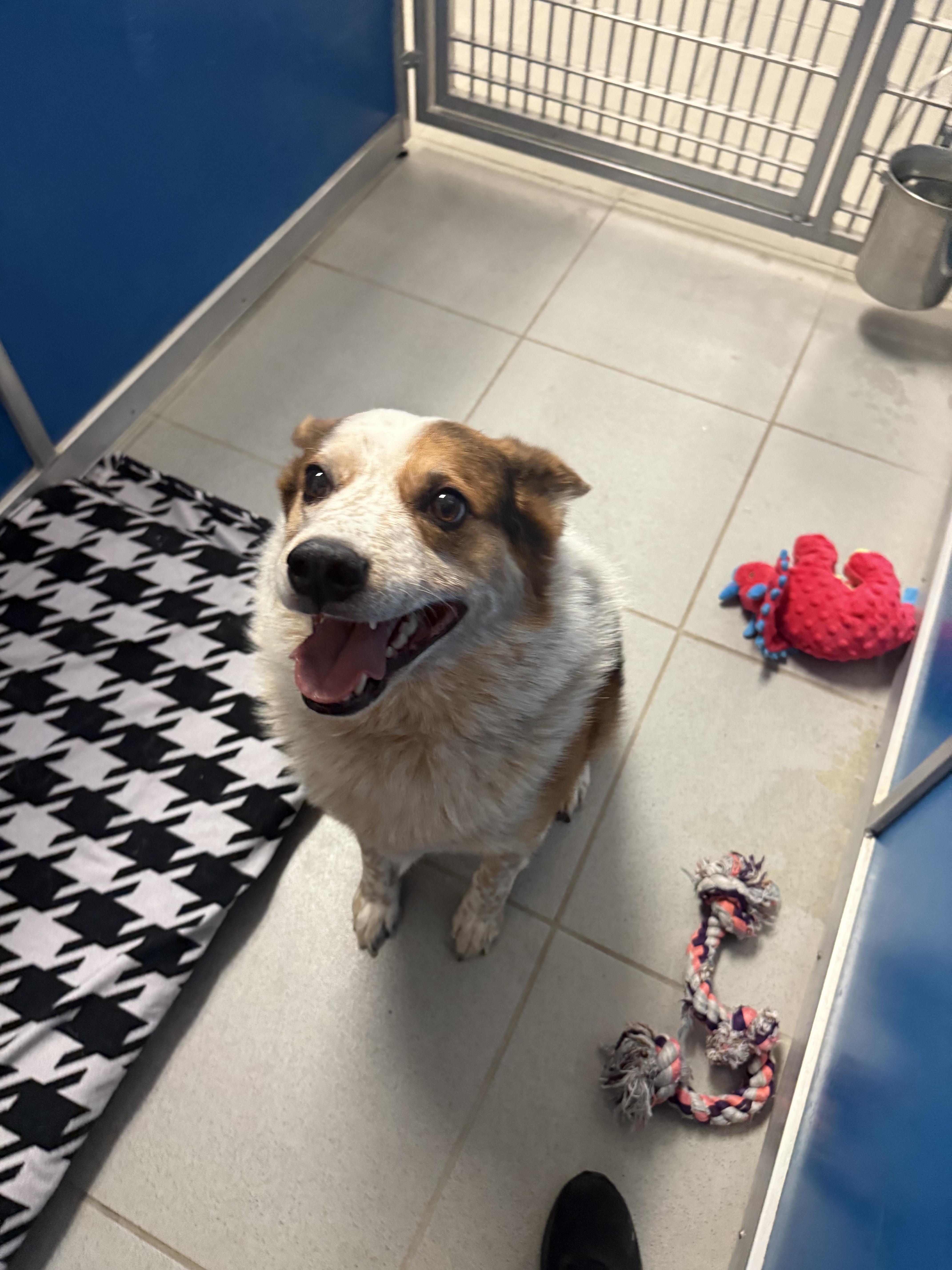 Stray Heeler , an adopted Australian Cattle Dog / Blue Heeler in Hays, KS image 1/3
