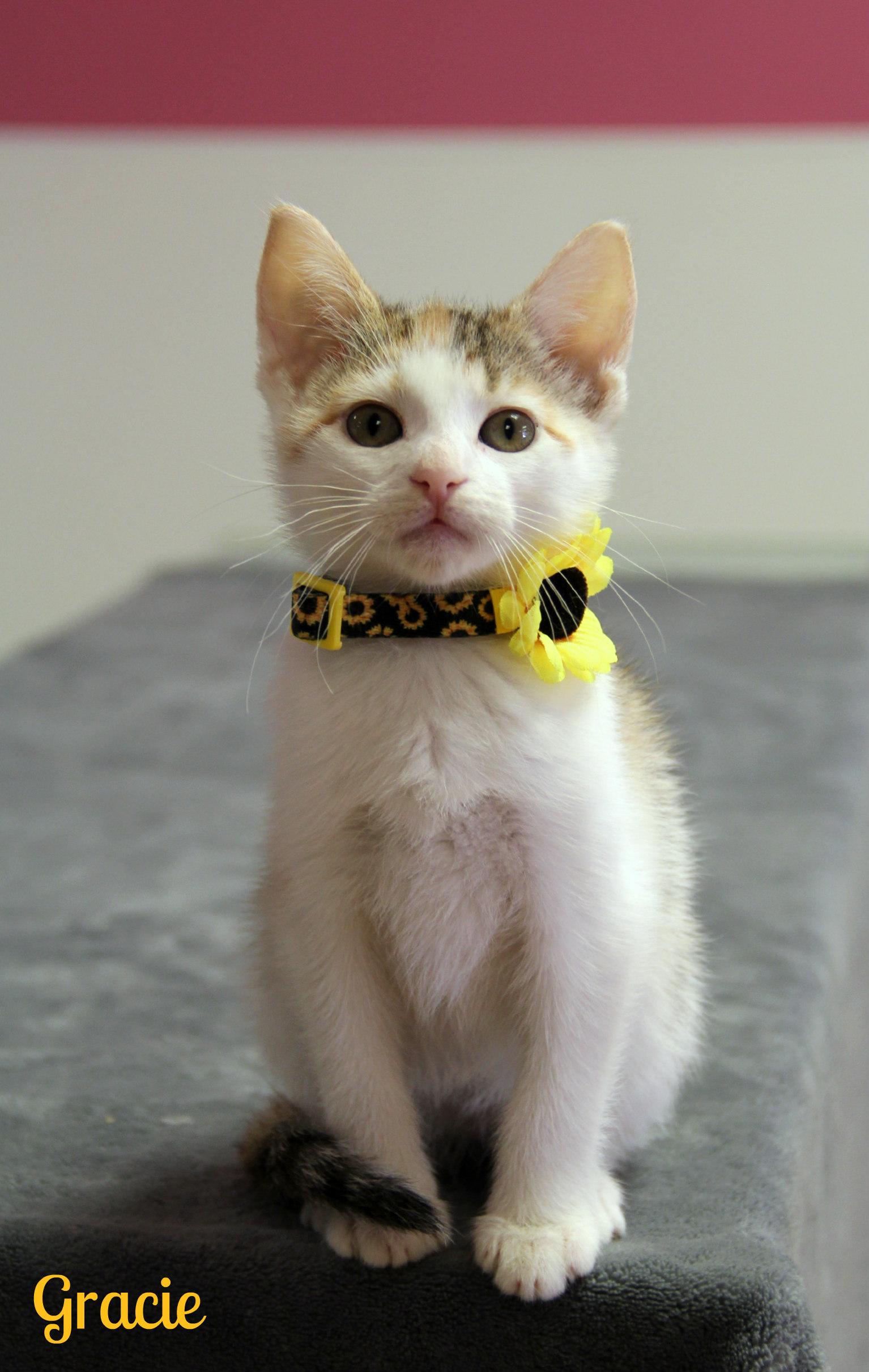 Enlarge Gracie, a ADOPTABLE Domestic Short Hair in Vinton, IA image 1/1