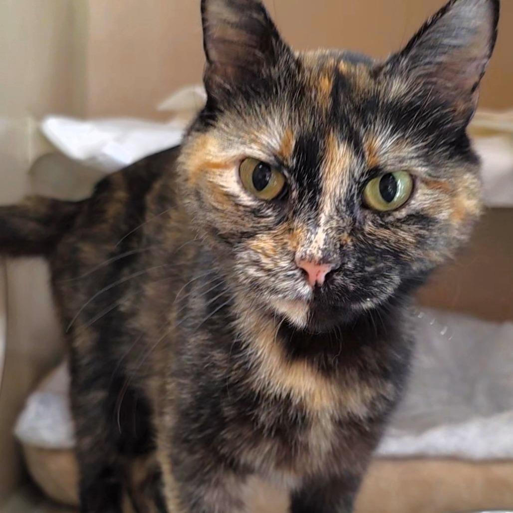 Cali, a Adoptable Domestic Short Hair in Michigan City, IN image 1/4