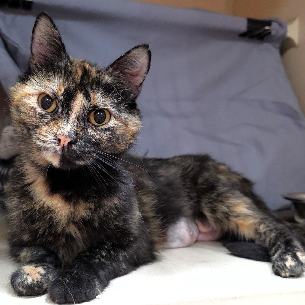 Cali, a Adoptable Domestic Short Hair in Michigan City, IN image 2/4