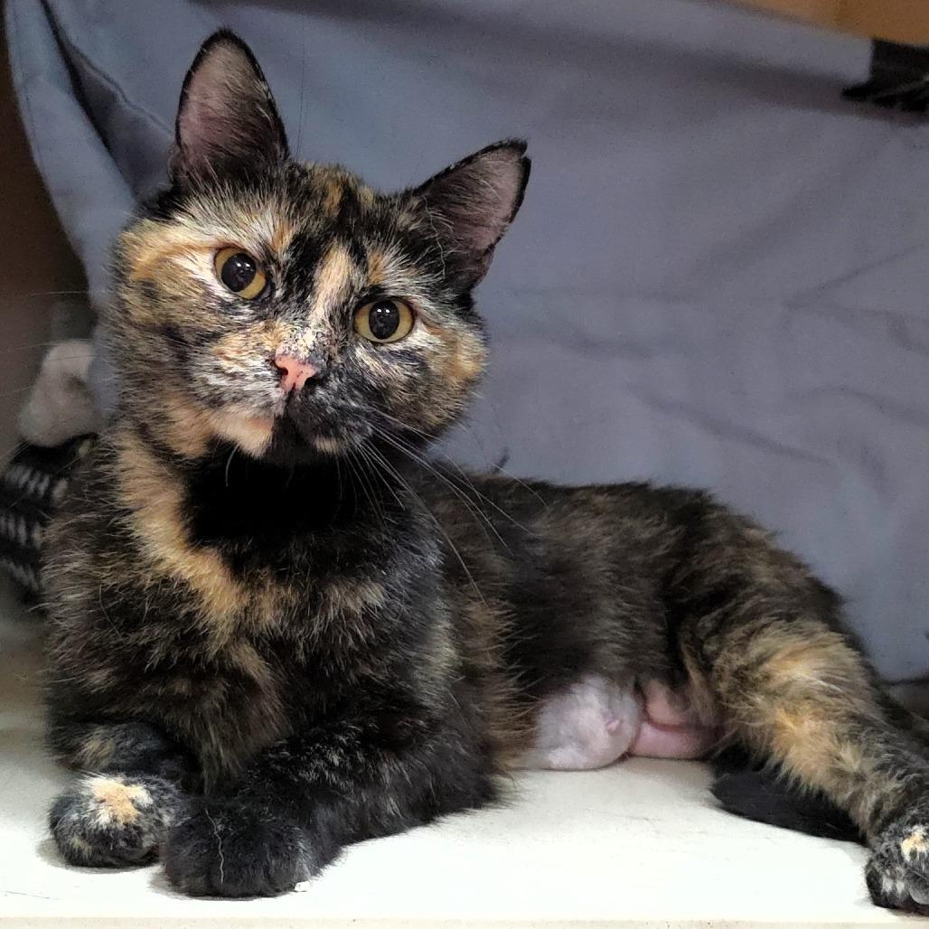 Cali, a Adoptable Domestic Short Hair in Michigan City, IN image 3/4