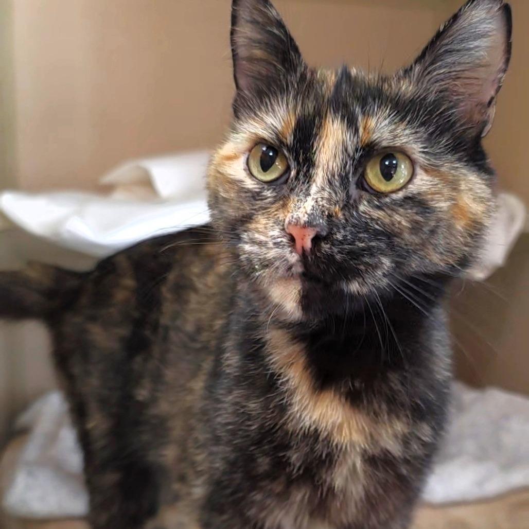 Cali, a Adoptable Domestic Short Hair in Michigan City, IN image 4/4