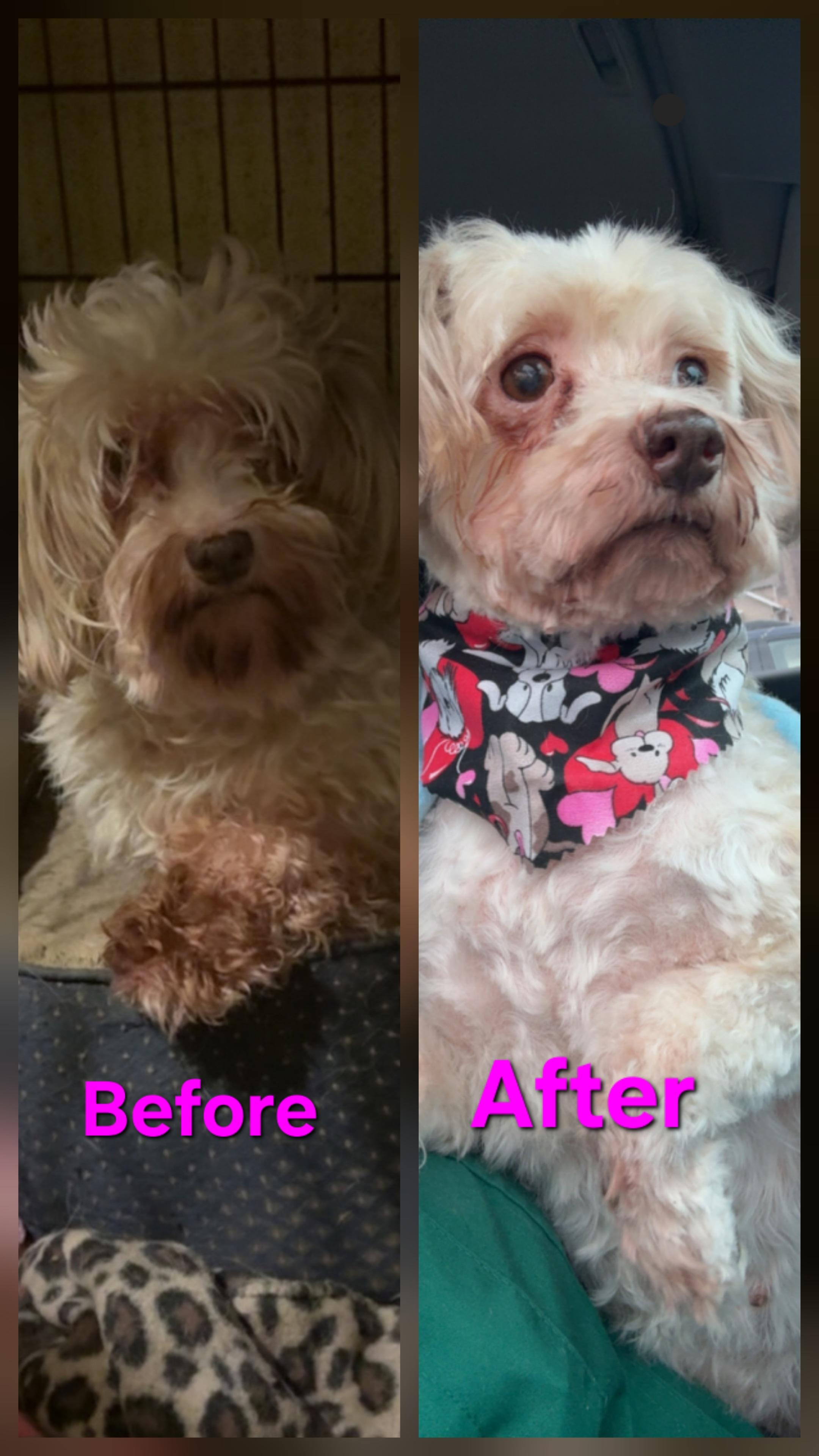 Tia, ADOPTABLE, Senior Female Maltese.