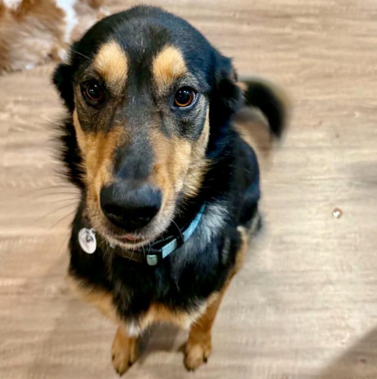 Lacey Lou, ADOPTABLE, Adult Female Border Collie & German Shepherd Dog.