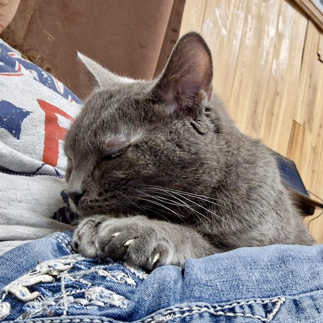 Enlarge Smokey, a Adoptable mixed breed in Pocatello, ID image 4/6