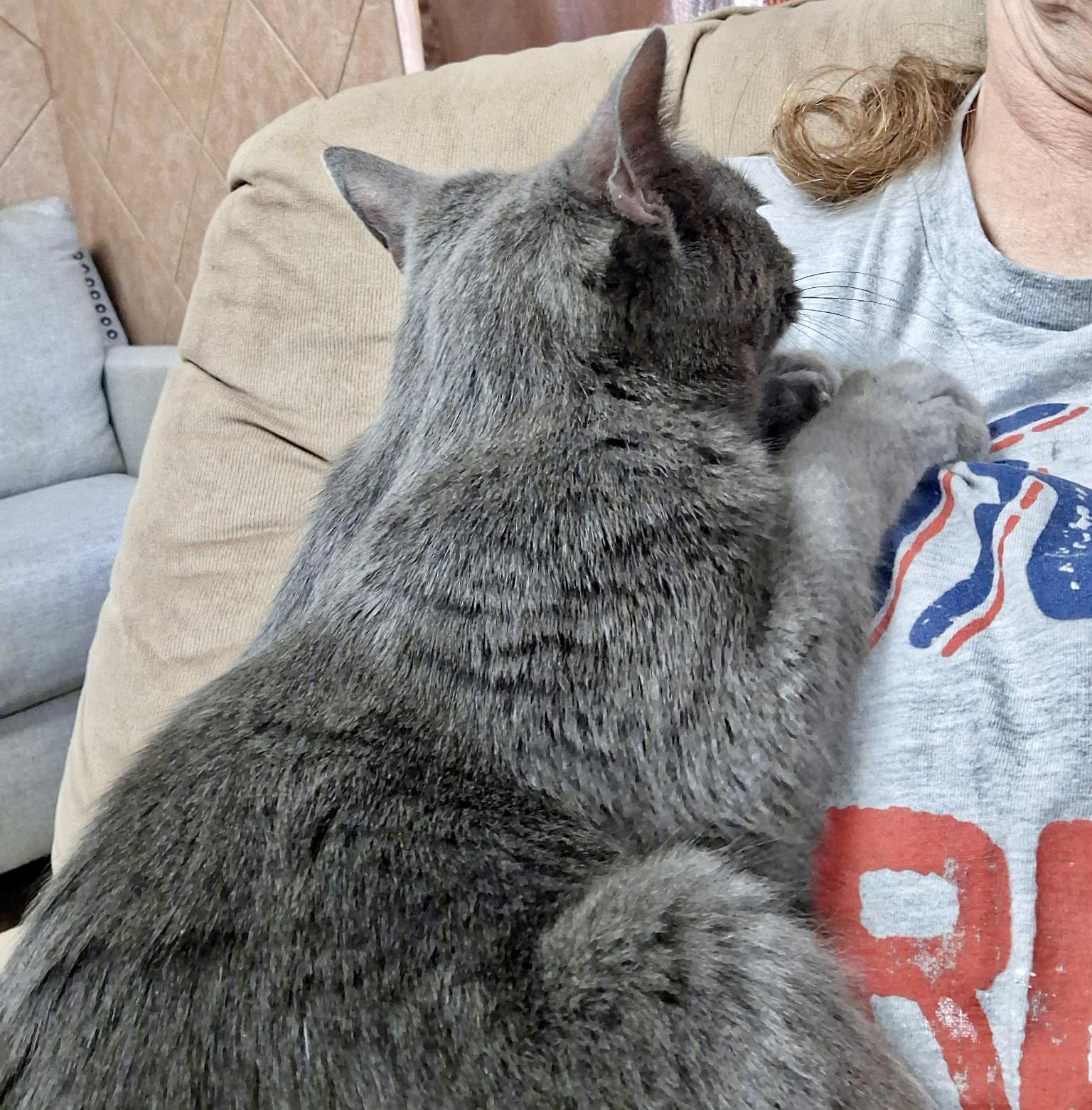 Enlarge Smokey, a Adoptable mixed breed in Pocatello, ID image 6/6
