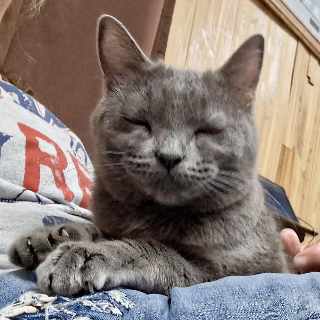 Enlarge Smokey, a Adoptable mixed breed in Pocatello, ID image 2/6