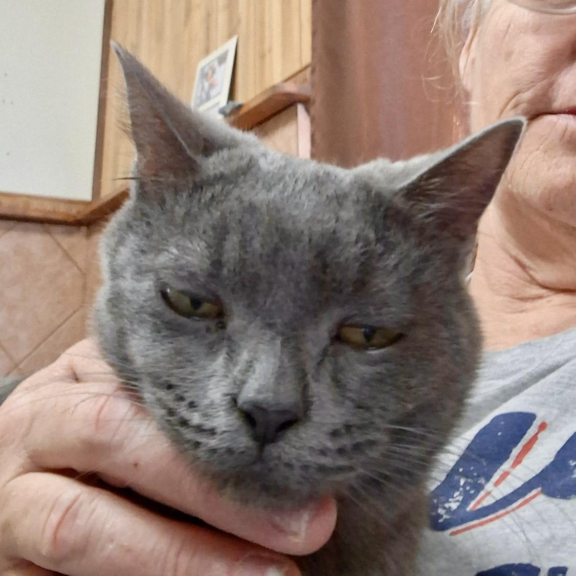 Enlarge Smokey, a Adoptable mixed breed in Pocatello, ID image 3/6