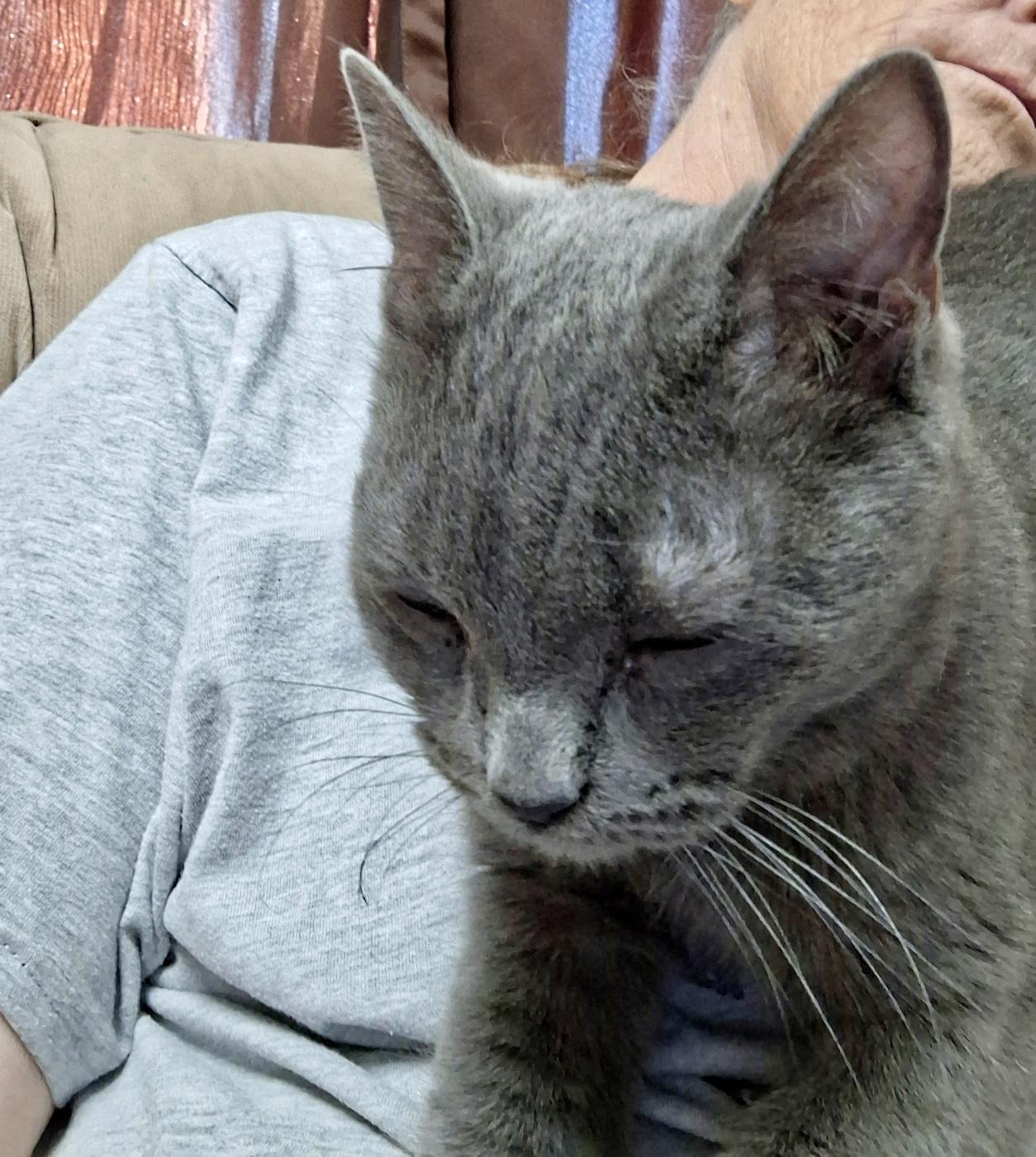 Enlarge Smokey, a Adoptable mixed breed in Pocatello, ID image 5/6