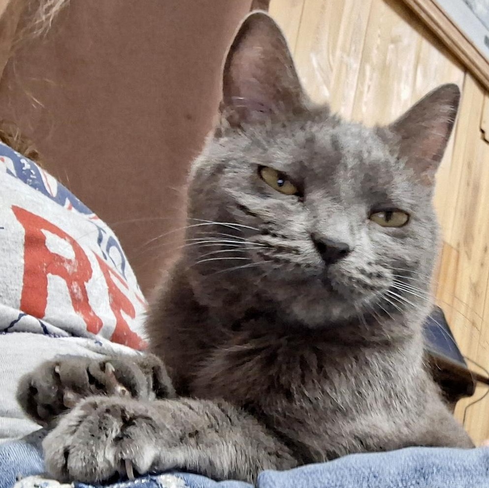 Smokey, Adoptable, Young Female Domestic Short Hair.