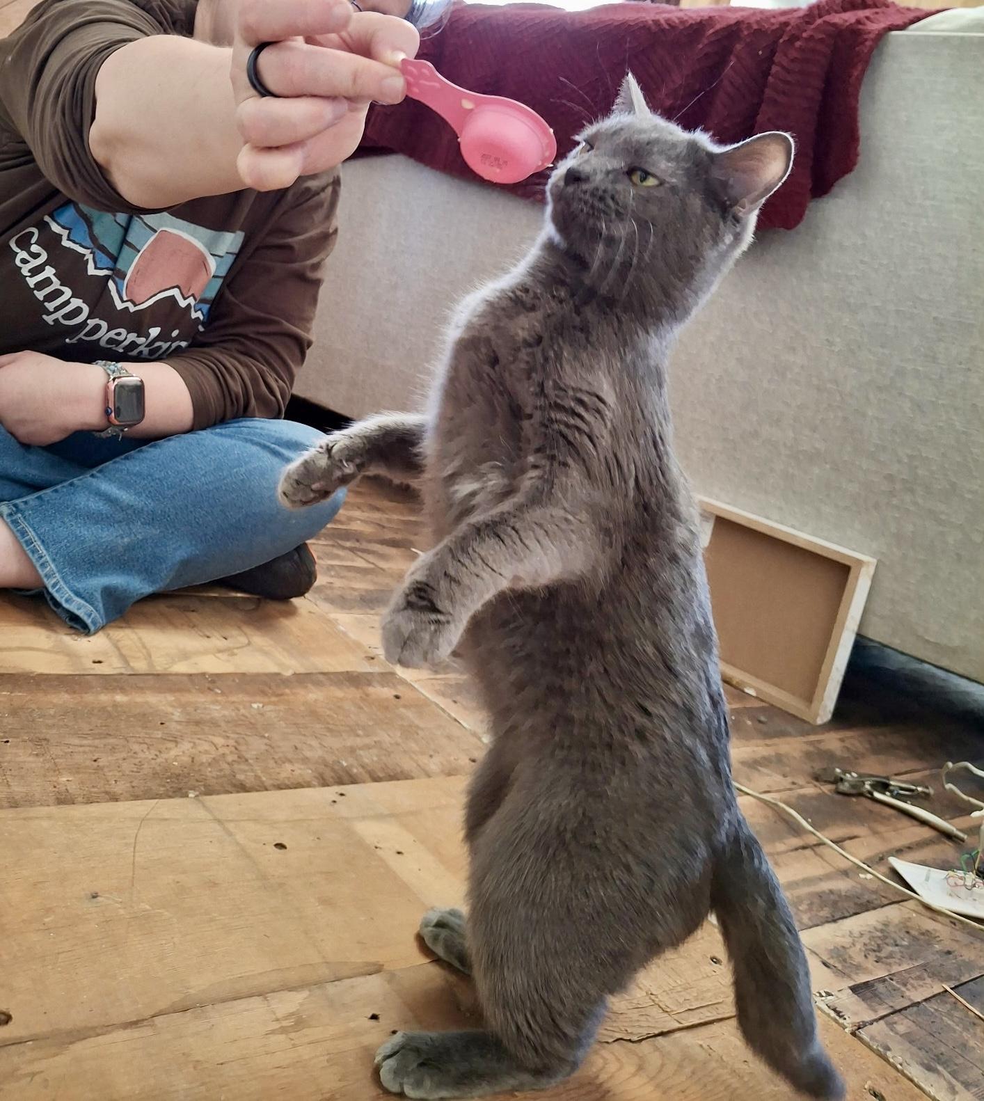 Enlarge Smokey, a Adoptable mixed breed in Pocatello, ID image 2/6