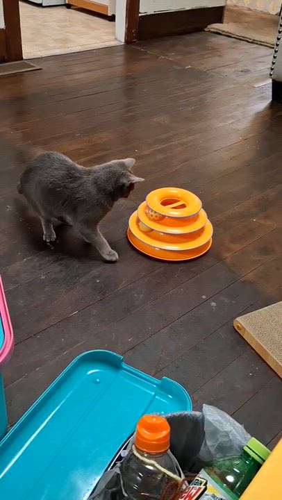 Enlarge Smokey, a Adoptable mixed breed in Pocatello, ID video 6/6
