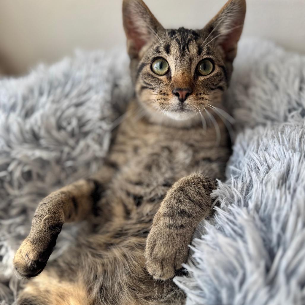 Enlarge Daikon, a Adoptable Domestic Short Hair in Rochester, MN image 1/5