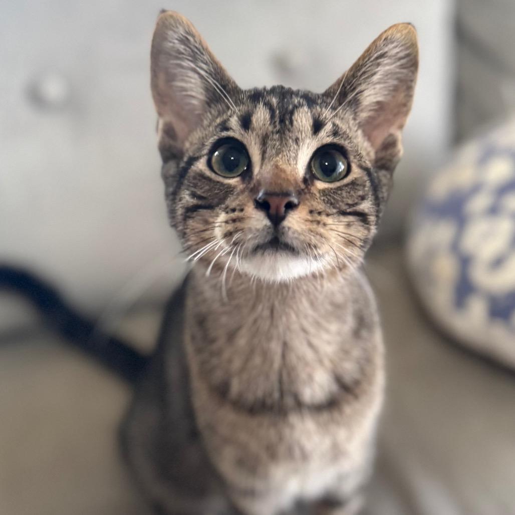 Enlarge Daikon, a Adoptable Domestic Short Hair in Rochester, MN image 2/5