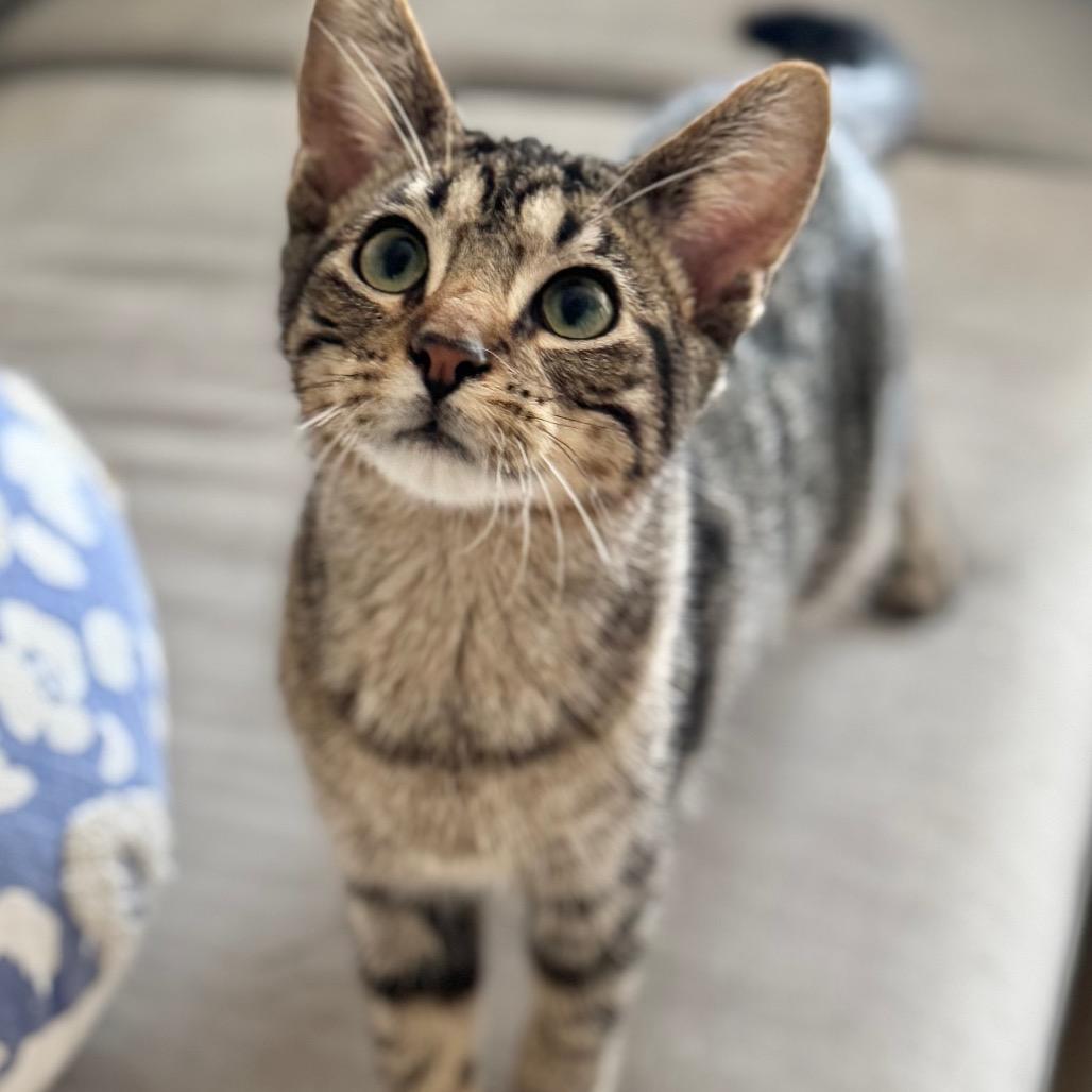 Enlarge Daikon, a Adoptable Domestic Short Hair in Rochester, MN image 4/5