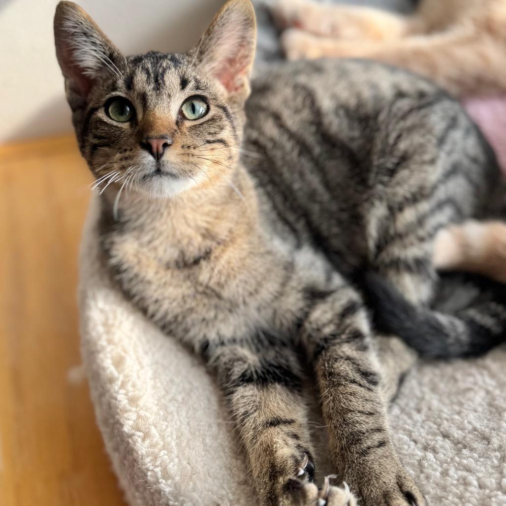 Enlarge Daikon, a Adoptable Domestic Short Hair in Rochester, MN image 5/5