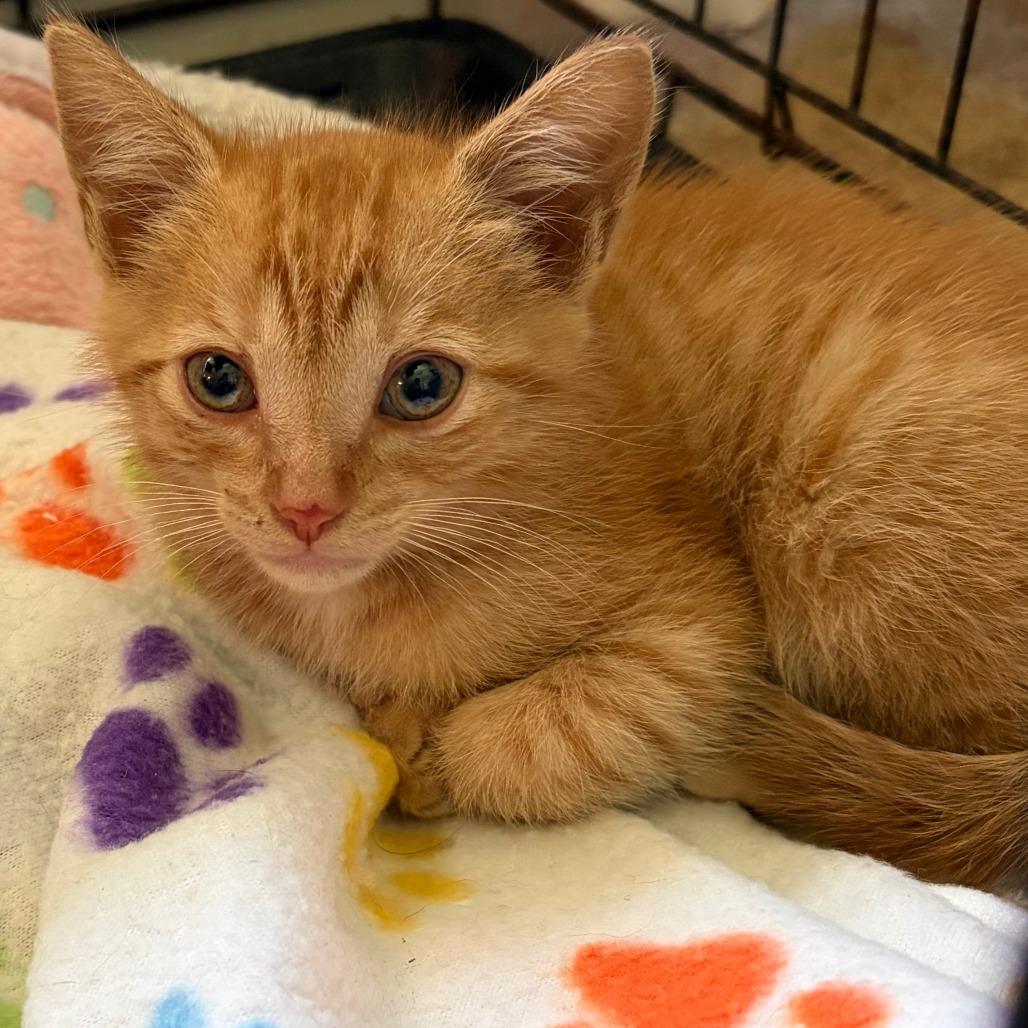 Enlarge Julian, a Adoptable Domestic Short Hair in Greensboro, GA image 1/2