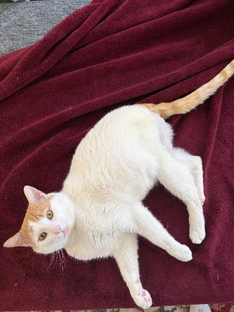 Enlarge Pepper Jack, a Adoptable mixed breed in Pawtucket, RI image 2/5