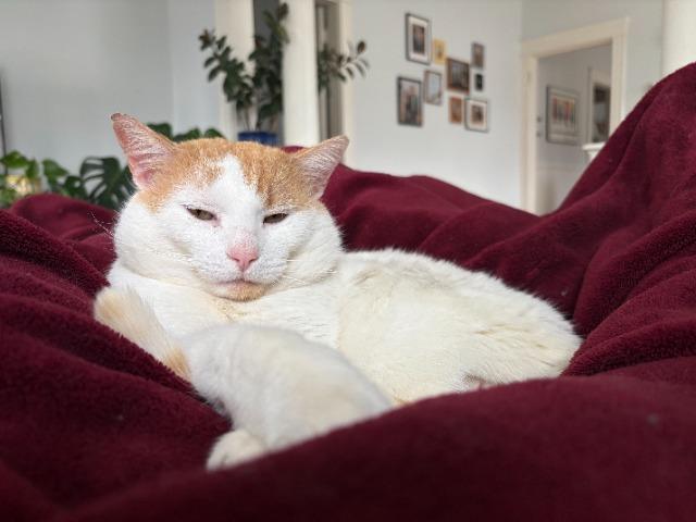 Enlarge Pepper Jack, a Adoptable mixed breed in Pawtucket, RI image 3/5