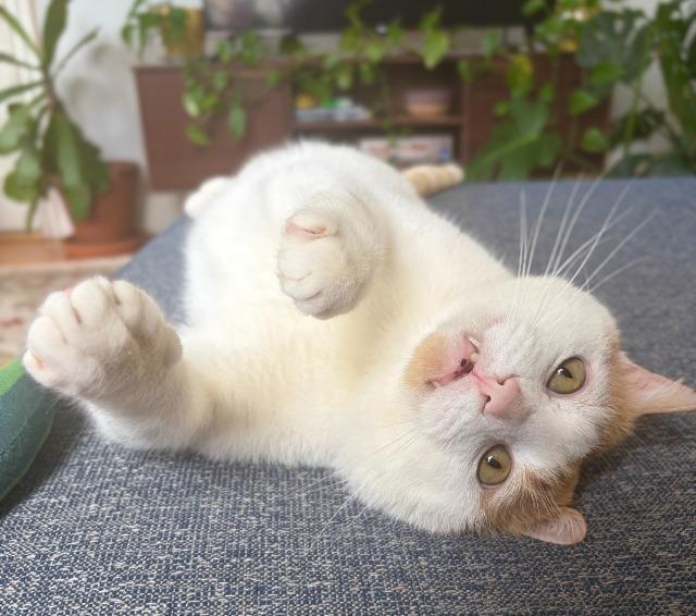 Enlarge Pepper Jack, a Adoptable mixed breed in Pawtucket, RI image 4/5