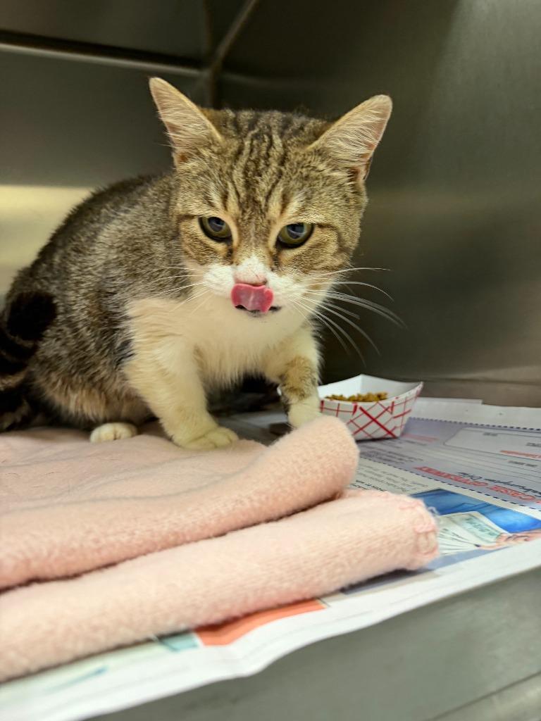 2026-03-141 *Libby*, Adopted, Young Female Domestic Short Hair.