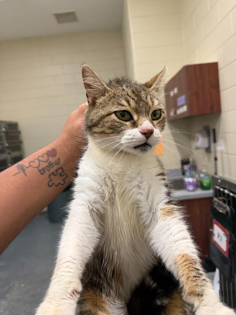 Enlarge 2026-03-141 *Libby*, a Adopted mixed breed in Winder, GA image 2/2