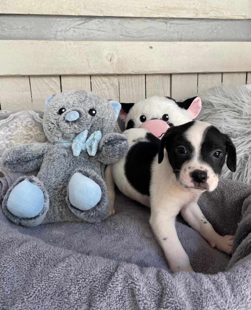 The Laundry Litter" (WRINKLE), Adoptable, Puppy Male Terrier.