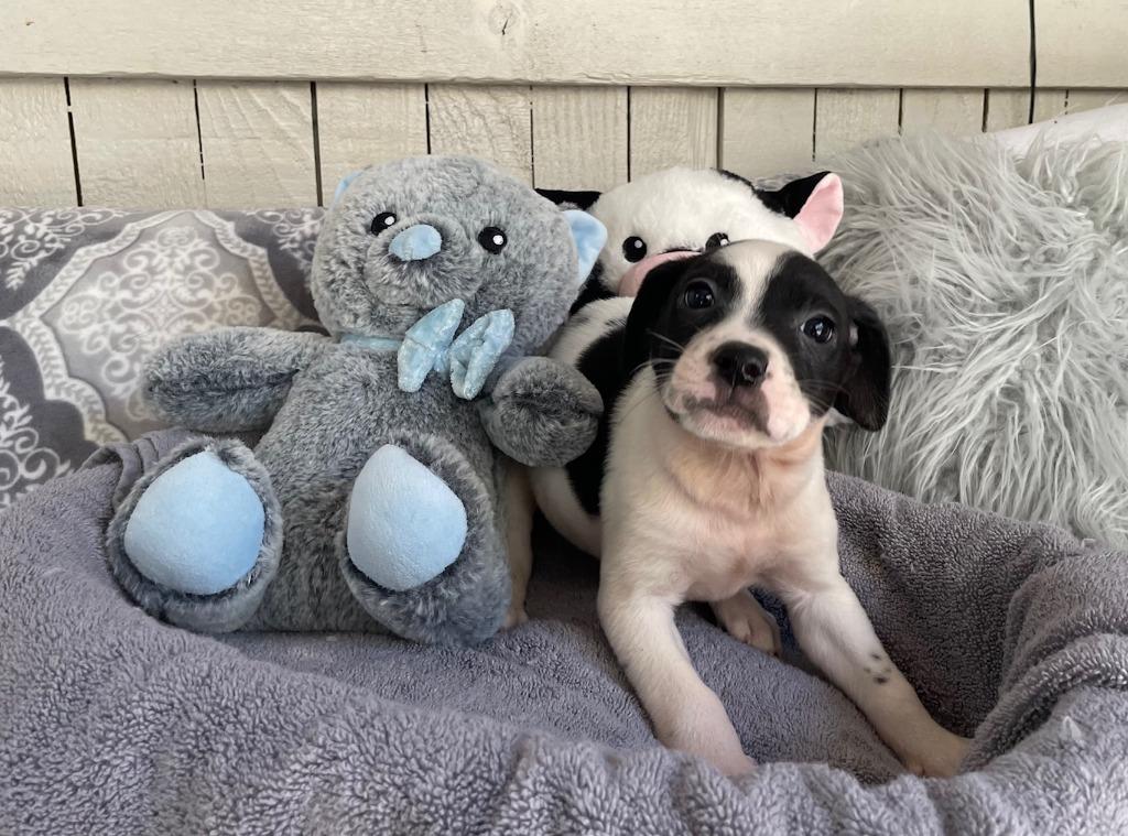 Enlarge The Laundry Litter" (WRINKLE), a Adoptable Terrier in Fort Worth, TX image 2/2