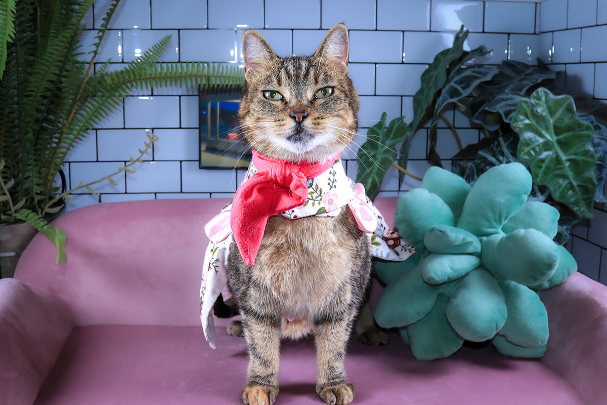 Hazel, a Adoptable mixed breed in Parker, TX image 2/5