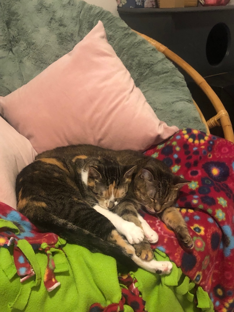 Hazel, a Adoptable mixed breed in Parker, TX image 5/5