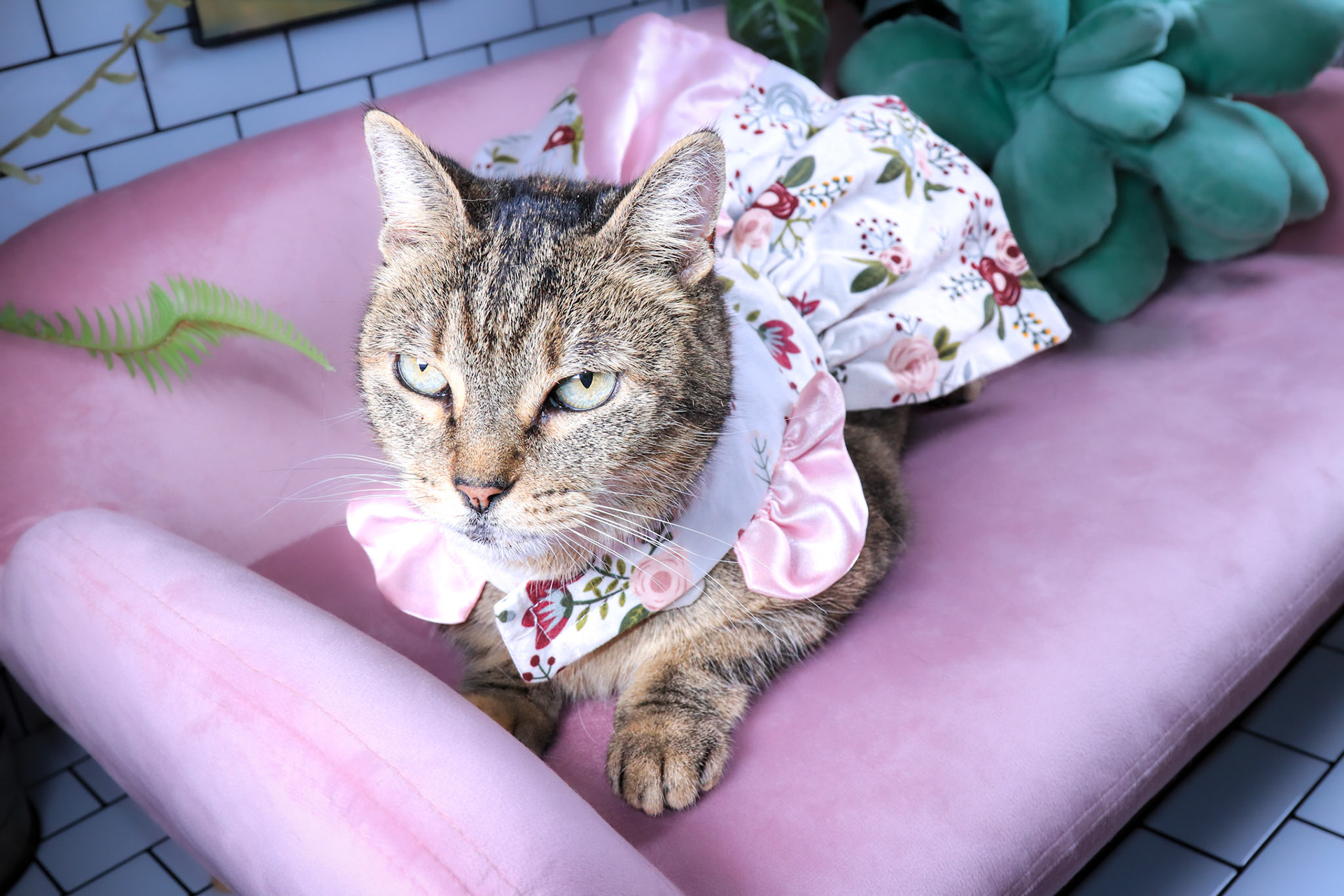 Hazel, Adoptable, Adult Female Tabby & Domestic Short Hair.