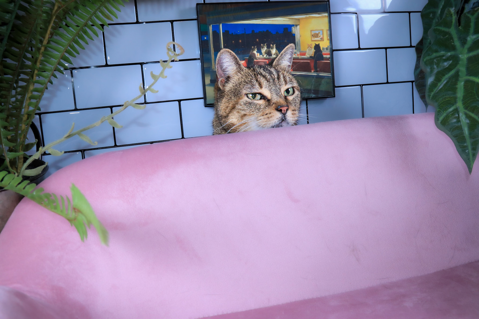 Hazel, a Adoptable mixed breed in Parker, TX image 4/5