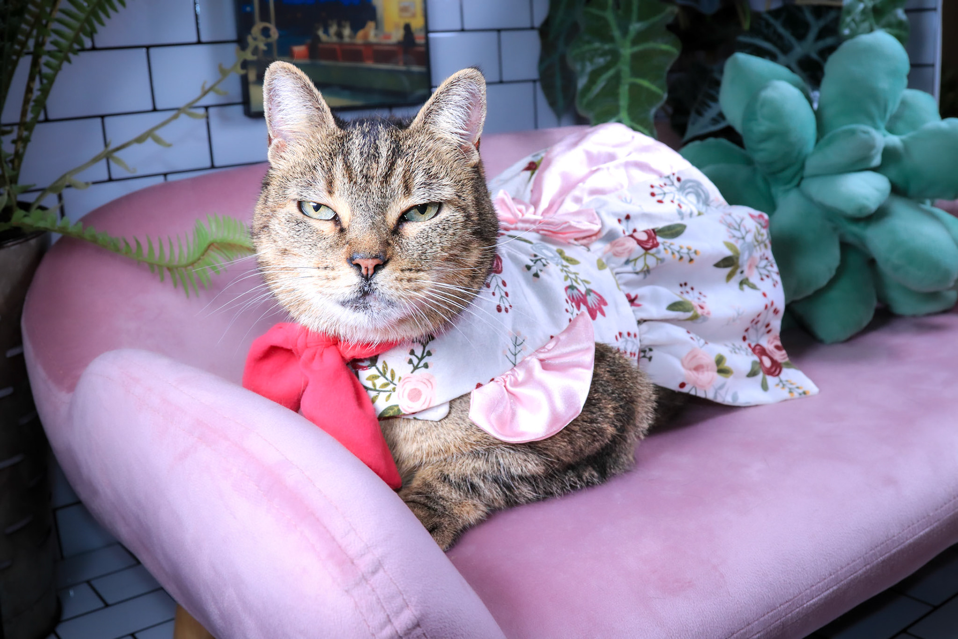 Hazel, a Adoptable mixed breed in Parker, TX image 3/5