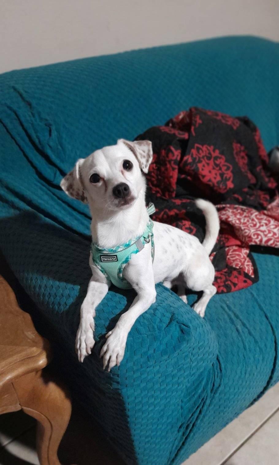 Huxley, a Adoptable mixed breed in Miami, FL image 1/3