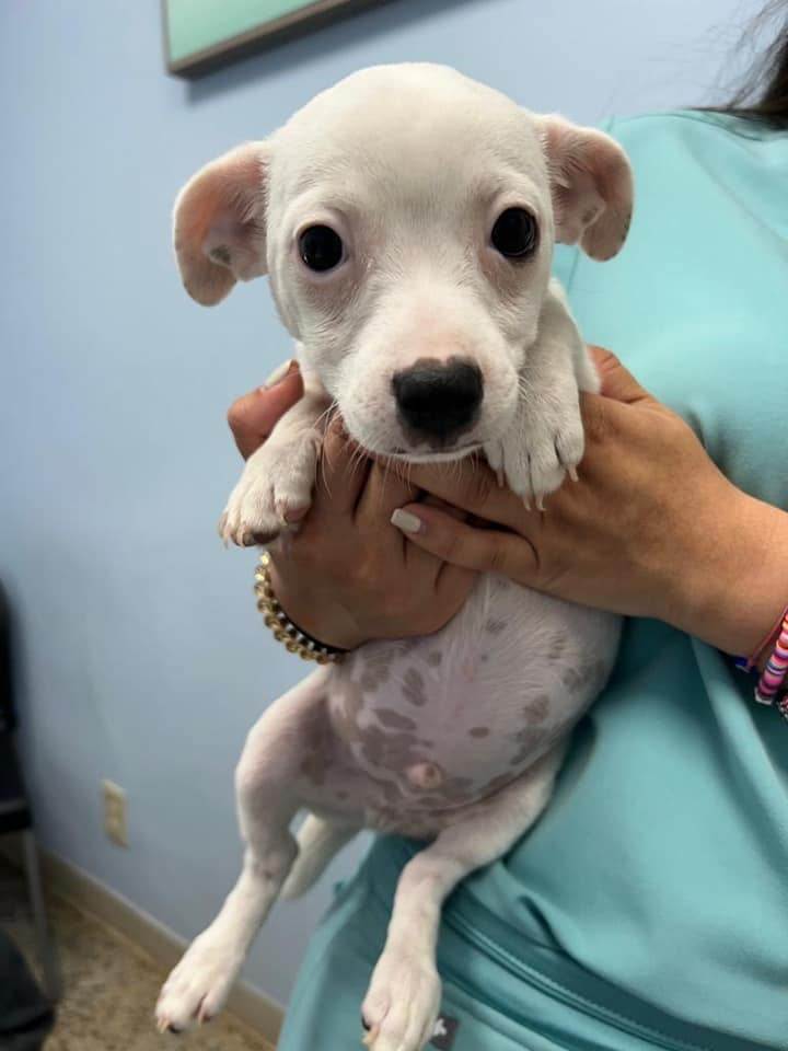 Huxley, a Adoptable mixed breed in Miami, FL image 3/3