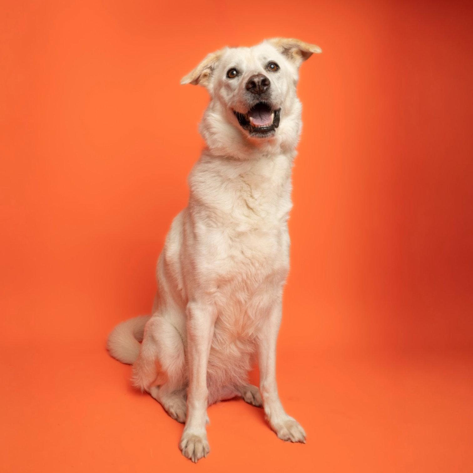 Sally, Adoptable, Adult Female Labrador Retriever.