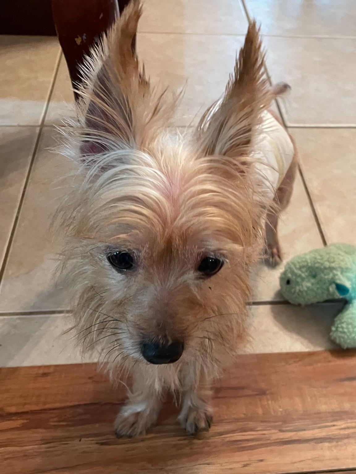 Charlie Yorkie, Adopted, Adult Male Yorkshire Terrier.