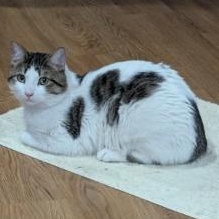 Enlarge Zumi, an adopted Domestic Short Hair in Annapolis, MD image 3/6