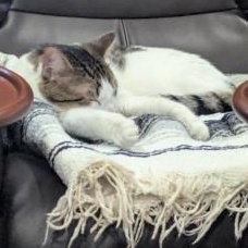 Enlarge Zumi, an adopted Domestic Short Hair in Annapolis, MD image 6/6