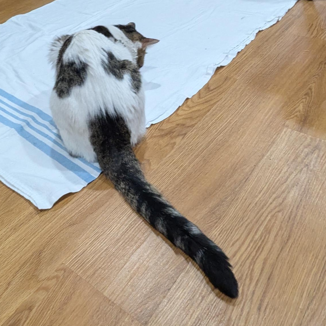 Enlarge Zumi, an adopted Domestic Short Hair in Annapolis, MD image 5/6