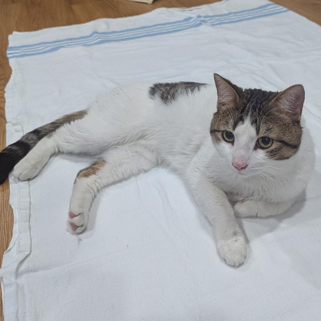 Enlarge Zumi, an adopted Domestic Short Hair in Annapolis, MD image 4/6