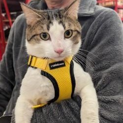 Enlarge Zumi, an adopted Domestic Short Hair in Annapolis, MD image 1/6