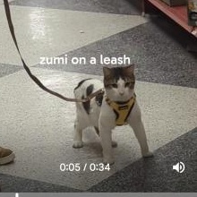 Enlarge Zumi, an adopted Domestic Short Hair in Annapolis, MD image 2/6