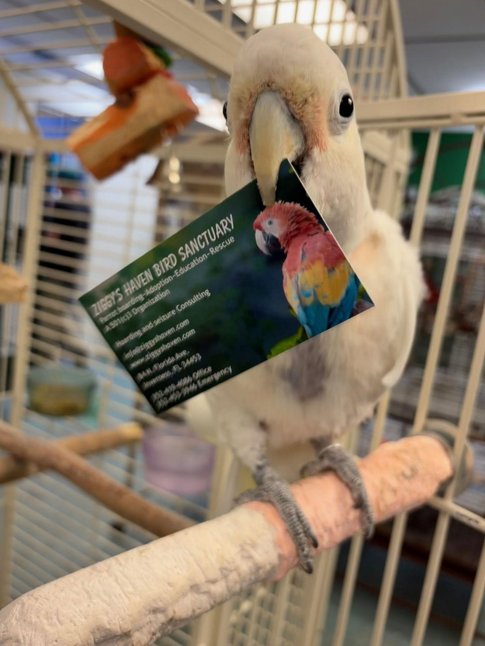 Nikki, Adoptable, Adult Female Cockatoo.