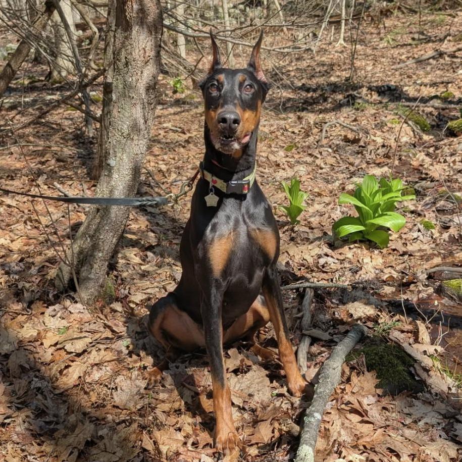 7934 Abby, a Adoptable Doberman Pinscher in Sandown, NH image 1/6