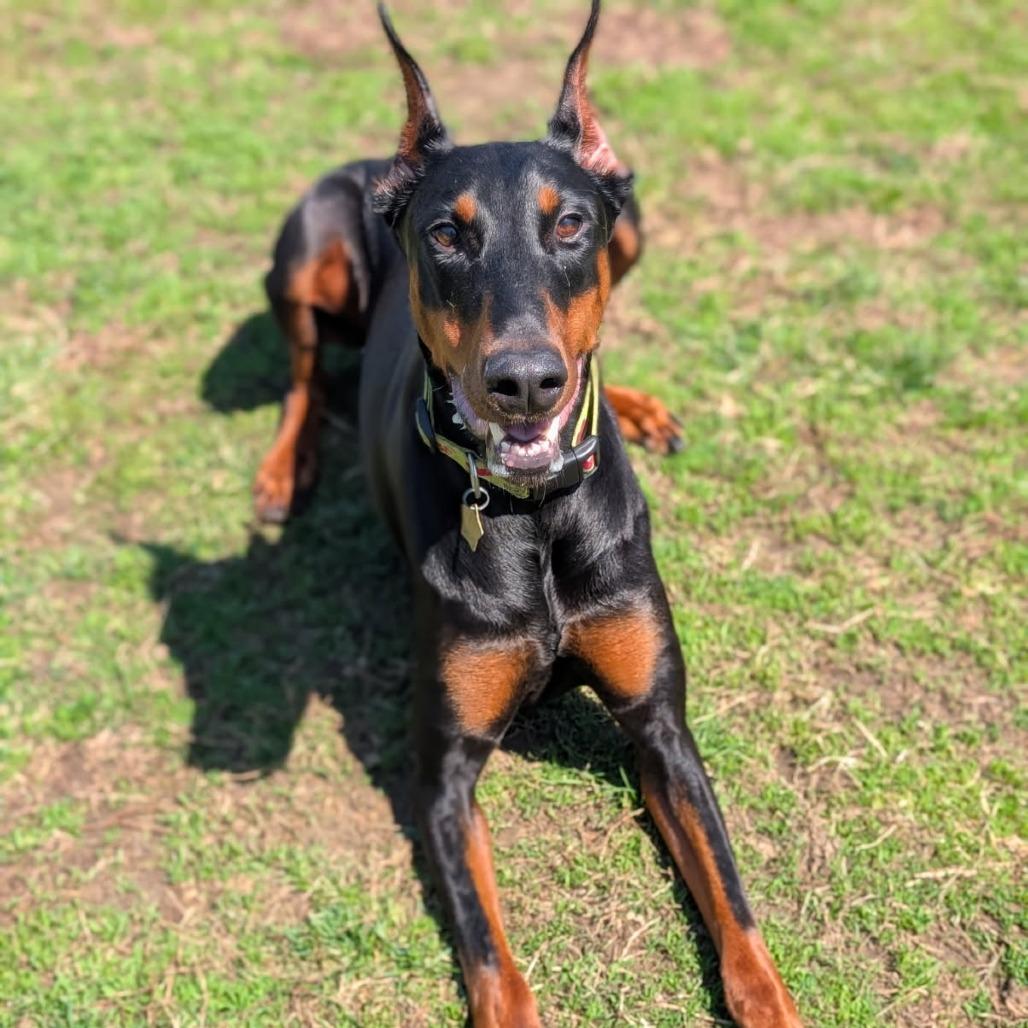 7934 Abby, a Adoptable Doberman Pinscher in Sandown, NH image 2/6