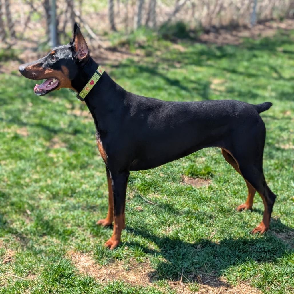 7934 Abby, a Adoptable Doberman Pinscher in Sandown, NH image 3/6