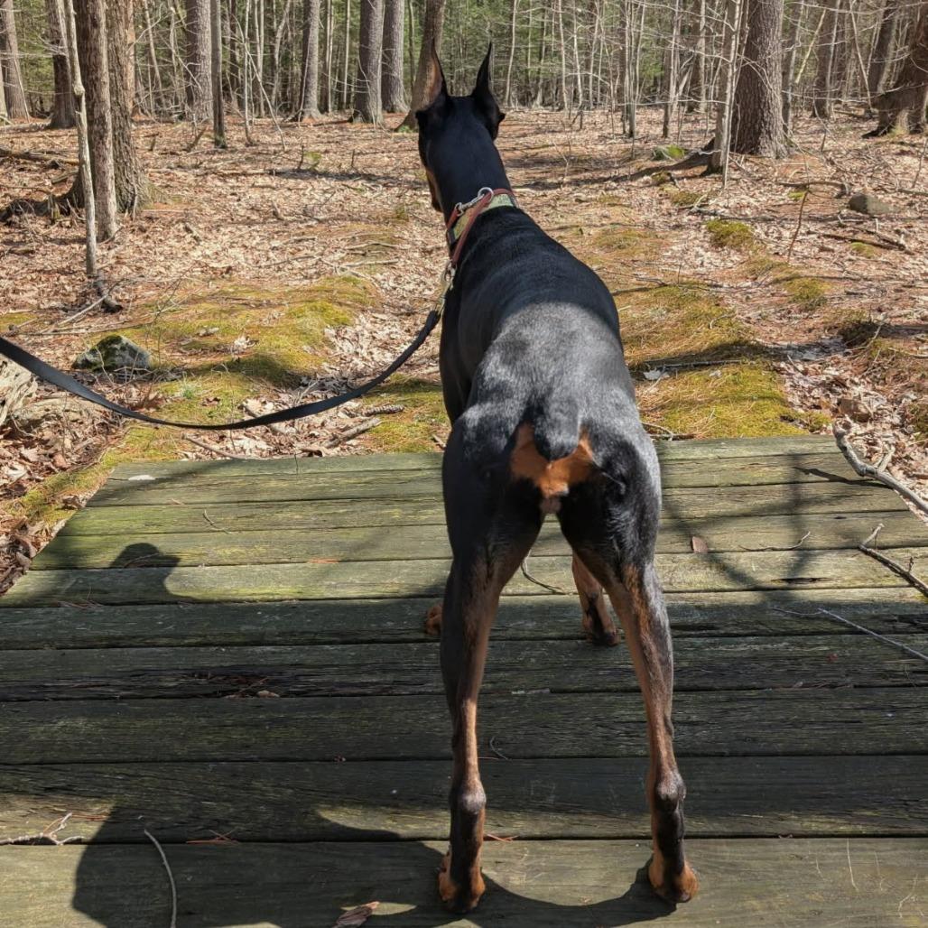 7934 Abby, a Adoptable Doberman Pinscher in Sandown, NH image 4/6