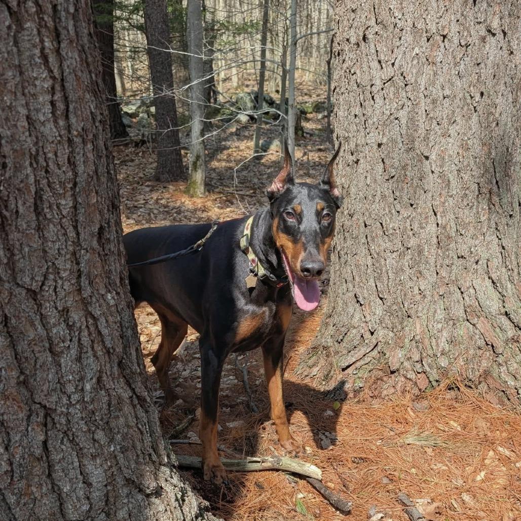 7934 Abby, a Adoptable Doberman Pinscher in Sandown, NH image 5/6